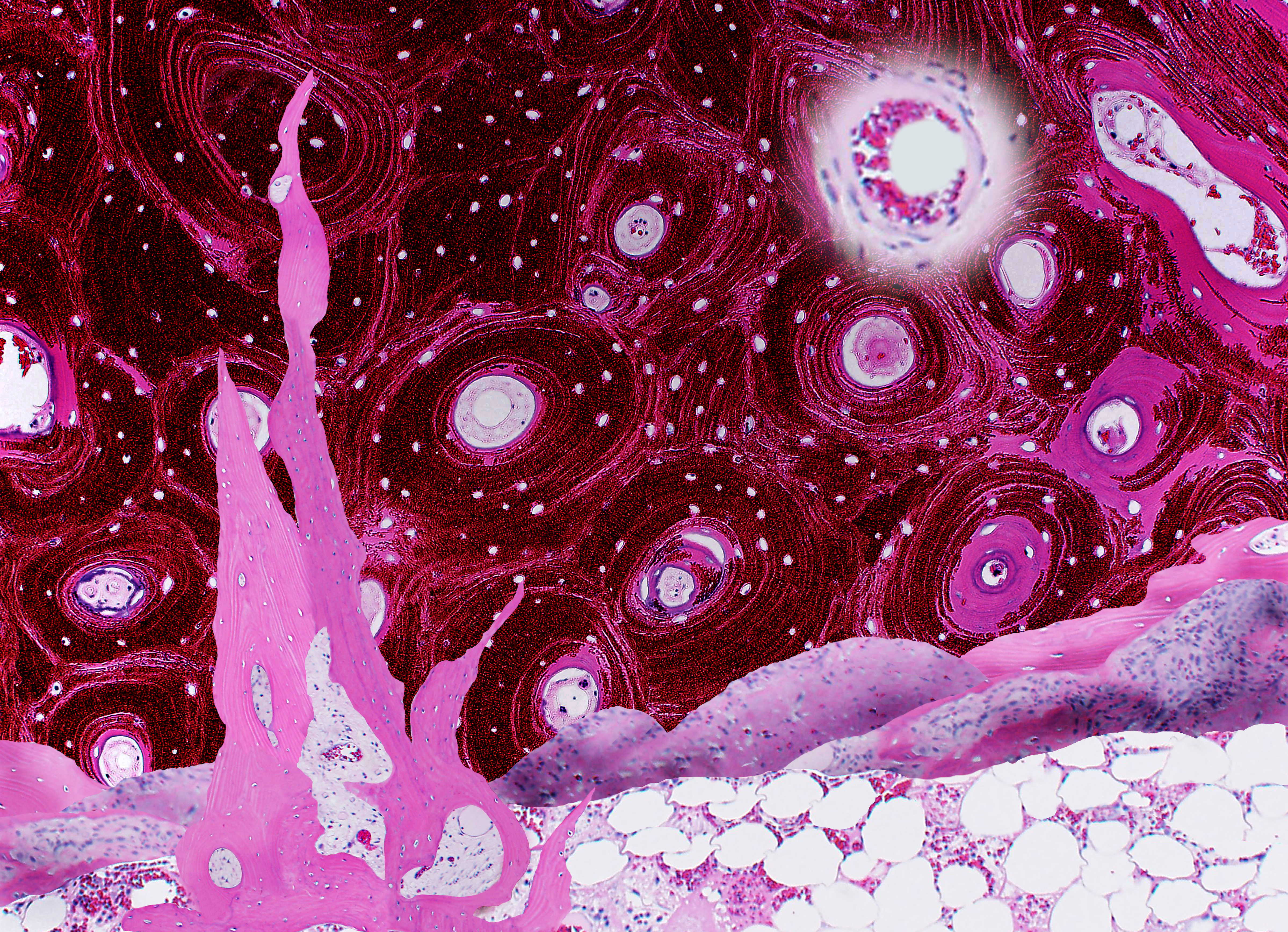 <b>Erica Worswick, USA<br>First Prize</b>